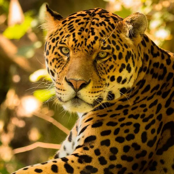 Tours en Manu desde República Dominicana